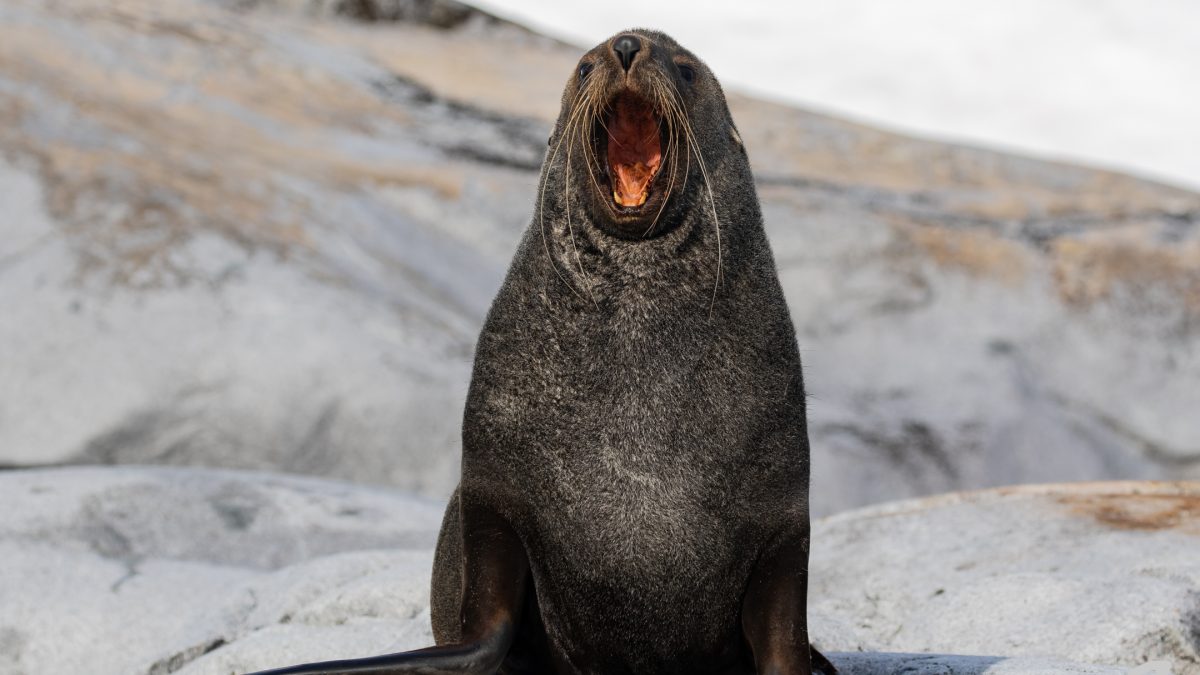 Seals