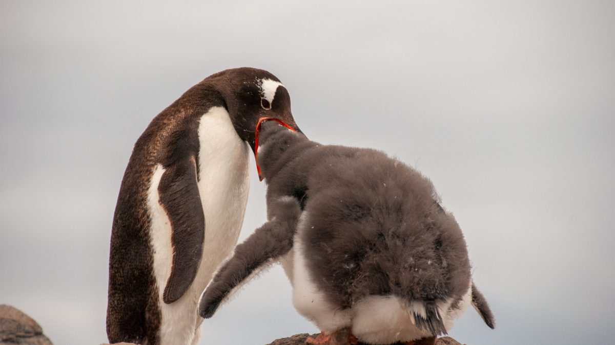 Penguins!